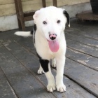 o�kovan� �t��ata border kolie