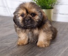 K dispozici kr�sn� �t��ata shitzu