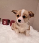 N�dhern� �t��ata Pembroke Corgi
