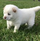 Rozko�n� �t���tka Shiba Inu jsou p�ipravena k adopci