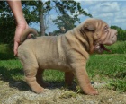 Rozko�n� �t���tka Shar-Pei jsou p�ipravena k adopci