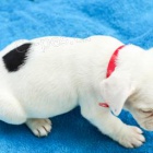 Francouzsk� buldo�ky jsou k dispozici k adopci