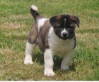 �t��ata Akita Inu jsou p�ipravena k adopci.