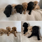 Sladk� labradorsk� �t��ata