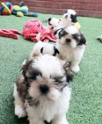 Dom� Vycvi�en� �t��ata Shih Tzu