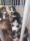 sibi�sk� husky s modr�ma o�ima na prodej.
