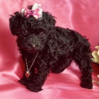 Prod�m zdrav� a kr�sn� �ernohn�d� trpasli�� �t���tka pudla a fenky. �t���tka jsou o�kovan� a od�erven�.