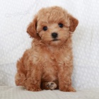 Prod�m zdrav� a kr�sn� �ernohn�d� trpasli�� �t���tka pudla a fenky. �t���tka jsou o�kovan� a od�erven�.