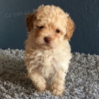 prod�m �t��ata trpasli��ch pudl�.