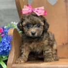 rozko�n� a zdrav� �t���tka trpasli��ch pudl� na prodej. �t���tka jsou v�echna o�kovan� a od�erven�. Psi jsou nyn� p�ipraveni k adopci.