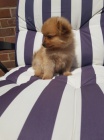 mini �t��ata pomeranian na prodej. Jsou o�kovan� a od�erven�.