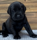 �ern� �t�n� labradorsk�ho retr�vra