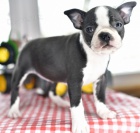 Prod�m �t��ata bostonsk�ho teri�ra.