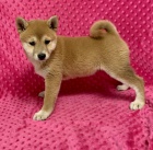 Rozko�n� miminka shiba inu na prodej. �t���tka jsou o�kovan�, od�erven� a p�ipraven� j�t do sv� nov� rodiny a domova.