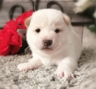 b�l� kr�sn� �t��ata shiba inu na prodej. �t���tka jsou o�kovan�, od�erven� a p�ipraven� j�t do sv� nov� rodiny a domova.