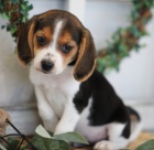 Kr�sn� a rozko�n� �t���tka b�gla k dispozici a p�ipraven� k prodeji. V�ichni jsou o�kovan�, od�erven� a r�di si hraj� s d�tmi a jin�mi zv��aty.