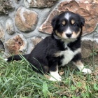 �t���tka border kolie k prodeji. �t���tka jsou o�kovan�, od�erven� a p�ipraven� j�t do sv� nov� rodiny a domova.