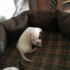 B�L� �t��ata n�meck�ho boxera k prodeji. K prodeji m�me n�kolik o�kovan�ch a od�erven�ch vrh� �t��at boxera.