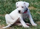 dogo argentino. M�me n�kolik o�kovan�ch a od�erven�ch vrh� �t��at argentinsk�ho doga.