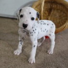 Prod�m �t��ata dalmatin�. K prodeji m�me n�kolik o�kovan�ch a od�erven�ch vrh� dalmatsk�ch �t��at.