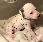 Dalmatsk�ch �t��at