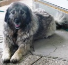 �arplaninsk� pasteveck� pes, �t���tka s PP