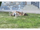 Kr�sn� �t��ata vel�sk�ho corgi Pembroke Sable (30 000 K�)