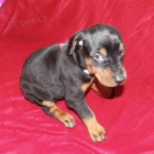 Dobrmansk� pin�.