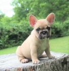 Prod�m ZDRAV� a O�KOVAN� �t��ata francouzsk�ho buldoka. Moje �t��ata jsou vychov�v�na v m�m dom� s ko�kami a jin�mi mal�mi zv��aty. Vycvi�il jsem je hygienicky a jsou velmi p��tel�t� a socializovan�.