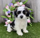 havansk� �t��ata na prodej. Moje havansk� �t��ata jsou vychov�v�na v m�m dom� s ko�kami a jin�mi mal�mi zv��aty. Vycvi�il jsem je hygienicky a jsou velmi p��tel�t� a socializovan�.