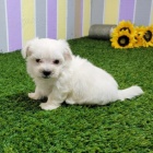 maltsk� �t��ata na prodej. v�echna �t���tka jsou nyn� p�ipravena j�t do sv�ho nov�ho domova. Jsou o�kovan� a od�erven�.