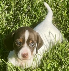 na prodej zdrav� �t��ata jezev��ka. M�me na prodej dv� kr�sn� �t��ata jezev��ka. �t��ata jezev��ka jsou o�kovan�, od�erven� a r�di si hraj� s d�tmi a jin�mi zv��aty.