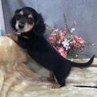 na prodej rozko�n� o�kovan� �t��ata jezev��ka.