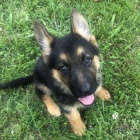 Prod�m �t��ata n�meck�ch ov��k�. M�me na prodej kr�sn� n�meck� ov��ky. N�me�t� ov��ci jsou v�ichni o�kovan�, od�erven� a r�di si hraj� s d�tmi a jin�mi zv��aty.