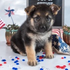 Prod�m �t��ata n�meck�ch ov��k�. �t���tka jsou v�echna o�kovan� a od�erven�.