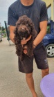 Lagotto Romagnolo �t��ata