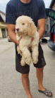 Lagotto Romagnolo �t��ata