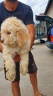 Lagotto Romagnolo �t��ata