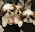 N�dhern� �t��ata shih tzu jsou p�ipravena