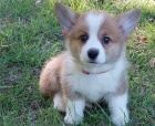 �t��ata Pembroke Welsh Corgi