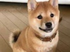 �t��ata shiba inu
