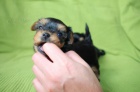 Prod�m rozko�n� a kr�sn� miniaturn� �t��ata yorkshirsk�ho teri�ra. 