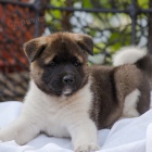 Prod�m �t��ata Akita Inu