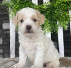 Kr�sn� �t��ata Bichonpoo jsou k dispozici a p�ipravena k prodeji. 