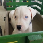 Prod�m ZDRAV� a O�KOVAN� �t��ata Dogo Argentino.
