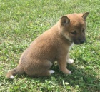 Prod�m rozko�n� �t���tka shiba inu