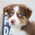 Prod�m rozko�n� �t���tka australsk�ho ov��ka