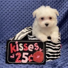 O�KOV�N� miniaturn�ch malt�zsk�ch �t���tek na prodej.