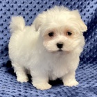 O�KOV�N� miniaturn�ch malt�zsk�ch �t���tek na prodej.