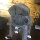 Na prodej o�kovan� miniaturn� �t���tka Cane Corso.